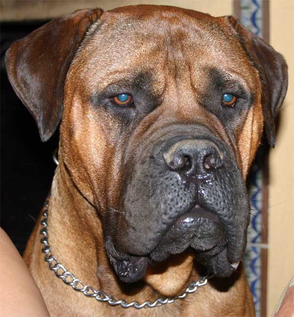 Proximas camadas de  Castro-Castalia Bullmastiffs