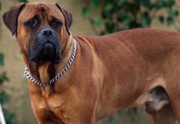 Castro-Castalia Bullmastiffs