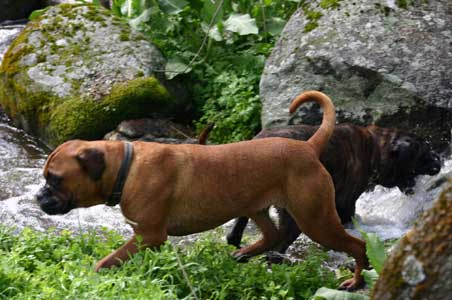 Anecdotas de Castro-Castalia Bullmastiffs, Truco y Trampas, una historia con final feliz