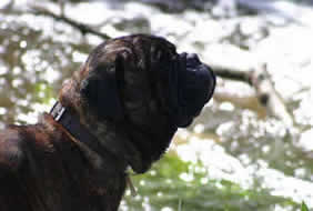 Anecdotas de Castro-Castalia Bullmastiffs, Truco y Trampas, una historia con final feliz