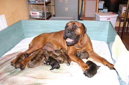 Anecdotas de Castro-Castalia Bullmastiffs, Truco y Trampas, una historia con final feliz