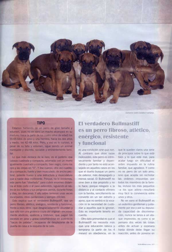 Articulos publicados por Christina de Lima-Netto, Castro-Castalia Bullmastiffs