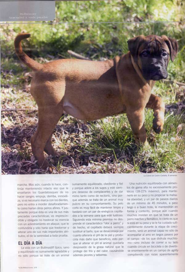 Articulos publicados por Christina de Lima-Netto, Castro-Castalia Bullmastiffs