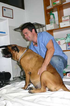 Nuestros veterinarios, especialistas en la raza y los que cuidan a nuestros Bullmastiffs, Castro-Castalia Bullmastiffs