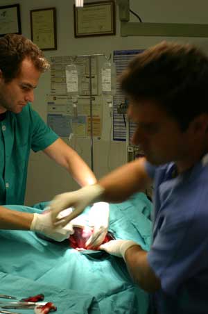 Nuestros veterinarios, especialistas en la raza y los que cuidan a nuestros Bullmastiffs, Castro-Castalia Bullmastiffs