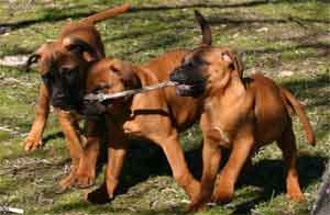 La Gestacion Canina, Cuidados especificos y seguimiento, Castro-Castalia Bullmastiffs