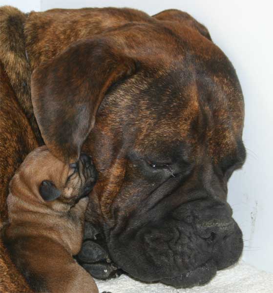 El amor, emocion clave, Castro-Castalia Bullmastiffs