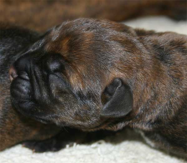 Bullmastiff