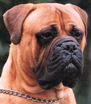 Bullmastiff Look's, Castro-Castalia Bullmastiffs