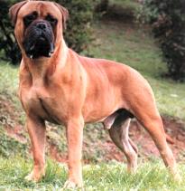 Estandar del bullmastiff, Castro-Castalia Bullmastiffs Xerxes de Castro-Castalia Bullmastiffs