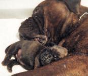 Breeding Philosophy Castro-Castalia Bullmastiffs